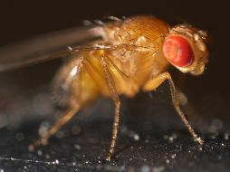Los machos rechazados por las hembras mostraron preferencia notable por comida con alcohol. ESPECIAL  /
