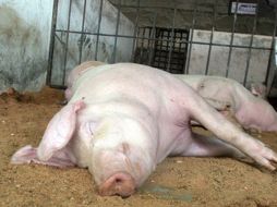 A fines de mes comenzará su viaje hacia Corea el primer contenedor de 20 toneladas de carne de cerdo jalisciense. ARCHIVO  /