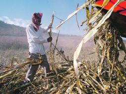 El campo jalisciense. La escasezde agua afecta a 67 municipalidades de la Entidad, según los cálculos del Gobierno estatal.  /