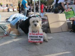 La iniciativa se ha organizado por segundo año consecutivo a través e internet. La adopción también fue un tema a tratar. EFE  /