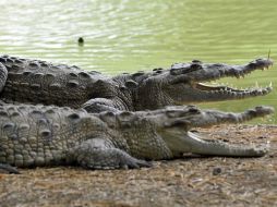En los operativos registrados en Jalisco se detectó un incremento en la comercialización de cocodrilos. ARCHIVO  /