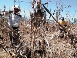Entre las pérdidas se incluyen nueve mil millones de pesos en cultivos de maíz y seis mil millones de pesos en frijoles. ARCHIVO  /