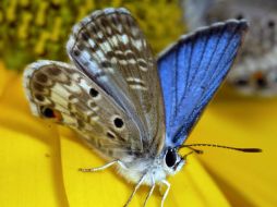 Es delito tratar atrapar alguna mariposa azul de Miami para coleccionarla, venderla o exportarla. ARCHIVO  /