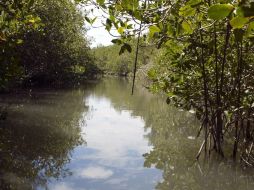 Las labores de limpieza incluyen el ecosistema marino y el área de manglares. ARCHIVO  /