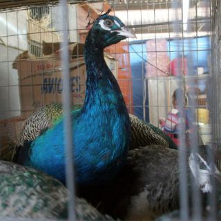 Aprehenden a acusado de robo y compra-venta de aves exóticas