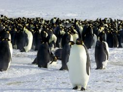 La población actual de pingüinos emperador asciende a 595 mil ejemplares. REUTERS  /