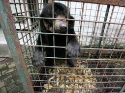Un oso negro del Tibet languidece en una jaula inapropiada, padeciendo un tumor en la piel en el zoo de Indonesia. AP  /