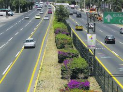 Bugambilias multicolor que fueron colocadas en el camellón de la Carretera a Chapala  /