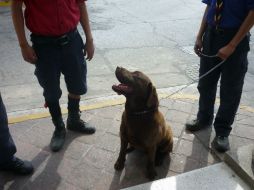 La tarea de los canes supone revisar al año dos millones de equipajes en 63 puntos de ingreso al país.  /