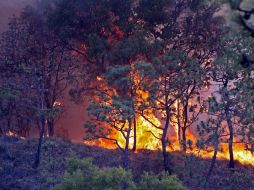 La Delegación de la PGR en Jalisco abrió la averiguación previa por probables delitos ambientales. NOTIMEX  /