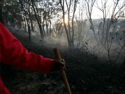 Quienes quieran colaborar en estas primeras acciones de rehabilitación serán coordinados por personal del Bosque. ARCHIVO  /