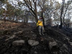 Los resultados de esta evaluación estarán listos en ocho semanas. ARCHIVO  /