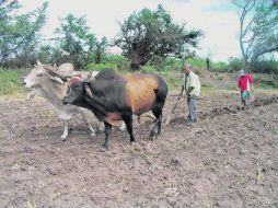 La FAO en México afirma que es preciso disminuir las pérdidas post cosecha en 30 por ciento. EL UNIVERSAL  /