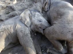 Buscan cuidar a gatos salvajes como el tigre de Bangkok, rinocerontes, elefantes y osos. ARCHIVO  /