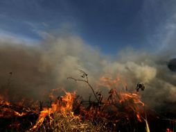 El municipio con mayor superficie afectada es Zapopan con ocho mil 494 hectáreas devastadas. ARCHIVO  /