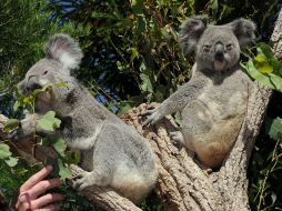 Los ecologistas atribuyen el decrecimiento del número de koalas a la destrucción de su hábitat. AFP  /