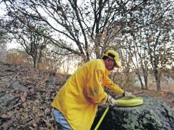 El incendio de abril pasado en La Primavera (foto) afectó ocho mil 177 hectáreas, de las cuales 300 son consideradas pérdida total.  /