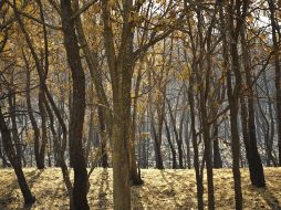Una prueba del desastre natural que se generó por razones que la autoridad ambiental, e incluso la fiscalía federal no dilucidan.  /