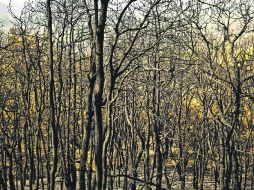 Áreas verdes y amarillentas circundan las áreas que se quemaron en abril pasado; el incendio alcanzó un total de ocho mil 177 hectáreas  /