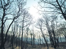 Autoridades prevén que casi una cuarta parte del arbolado, y vegetación en general, se regenere por sí misma con las próximas lluvias.  /