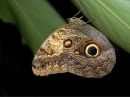 Las antenas de las mariposas nocturnas sirven como detector de explosivos. ESPECIAL  /