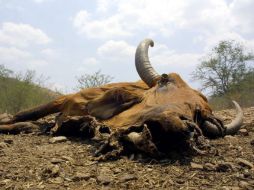 De esa cantidad, 427 mil 95 son de bovinos y 430 mil 169 de caprinos, declaró la institución. ARCHIVO  /