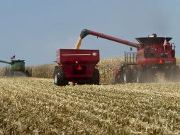 Estados Unidos es considerado el mayor exportador mundial de maíz. AP  /