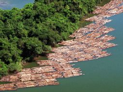 En total son 95 las especies de la región de las Américas que han subido a categorías de más riesgo. ARCHIVO  /