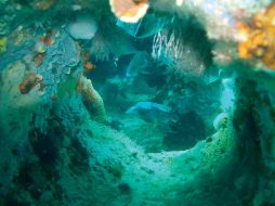 El cuidado de los arrecifes es uno de los temas esenciales para cuidar el medio ambiente. ARCHIVO  /