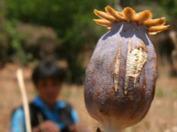 Afganistán produce 90% del opio mundial, base de la heroína. ARCHIVO  /