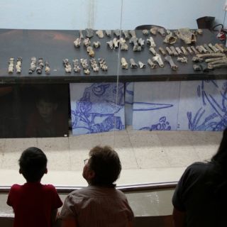 Guía Pingo 13 de junio