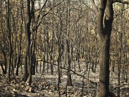 Aproximadamente 270 mil árboles murieron por las llamas, de dos millones que tiene La Primavera. ARCHIVO  /