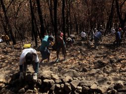 Voluntarios trabajan para la reforestación de La Primavera.  /