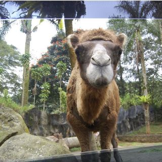 Los zoológicos de Indonesia son un castigo para los animales