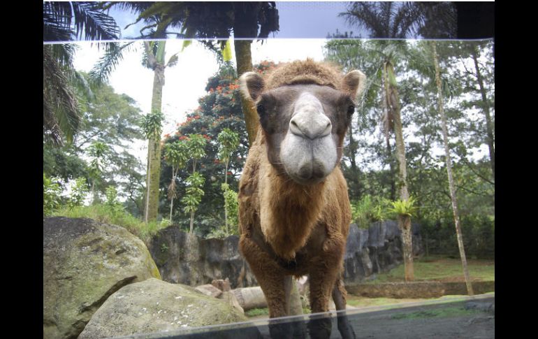 El zoológico de Surabaya, cuenta con cerca de cuatro mil ejemplares esta en un paradigma de una situación tolerada. EFE  /