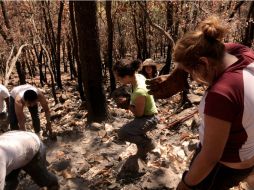 Esta mañana se realizó la segunda jornada civil para restauración de suelos del bosque. ARCHIVO  /