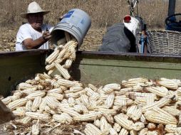 Actualmente, el precio de la tonelada de maíz se consigue a cuatro mil 200 pesos la tonelada. ARCHIVO  /