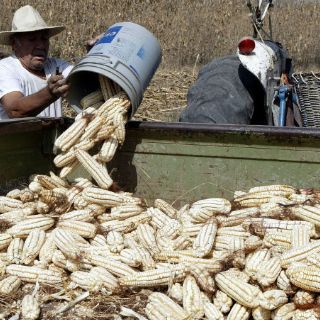 Maíz acaparado favorece precio de la tortilla