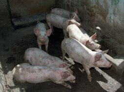 Actualmente, el sector genera ocho mil 575 empleos directos, en el Estado. ARCHIVO  /