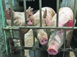 El consumo per cápita promedio a nivel nacional es de 15 kilogramos de carne de cerdo. ARCHIVO  /