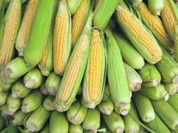 MAÍZ.- Los grandes consumidores mexicanos importarán 10 millones de toneladas durante 2012. EFE  /