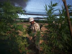 Plantío de mariguana decomisado. Según el informe de la ONU, la mariguana continúa siendo la droga más consumida en el mundo. ARCHIVO  /
