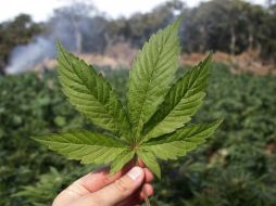 Quienes más se resisten a la idea son los mayores, mientras que entre los más jóvenes, el 51% aprueba el plan. ARCHIVO  /