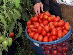 Las disputas comerciales entre México y Estados Unidos por comercio de tomate datan de varias décadas. ARCHIVO  /