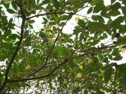 Algunas especies de plantas se han encogidos en el último siglo, según la revista de biología 'Biology Letters'. ARCHIVO  /