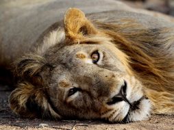 El león, antes cazado por su imponente belleza, ahora es perseguido por sus huesos supuestamente medicinales. AP  /