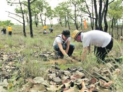 Las tareas de reforestación se llevaron a cabo en el predio conocido como Las Hondonadas, dentro del Bosque La Primavera.  /