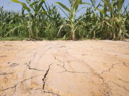 La sequía abarca un área continua de Estados Unidos más grande que en cualquier otro momento desde el 2000. AP  /