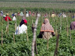 La iniciativa dice que los trabajadores indocumentados podrían quedarse en California legalmente como trabajadores huéspedes. ARCHIVO  /