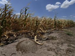 Los precios del maíz y la soya subieron el lunes por las sequías en Estados Unidos. ARCHIVO  /
